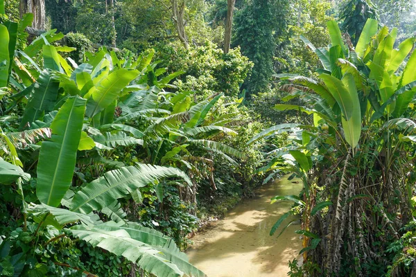 Banana Trees Growing River — 图库照片