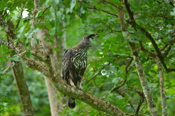 Crested Hawk Sas Fán Ült Zöld Levelek Között Erdőben Egy — Stock Fotó
