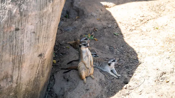 Meerkat Family Resting Shade — Stock Photo, Image