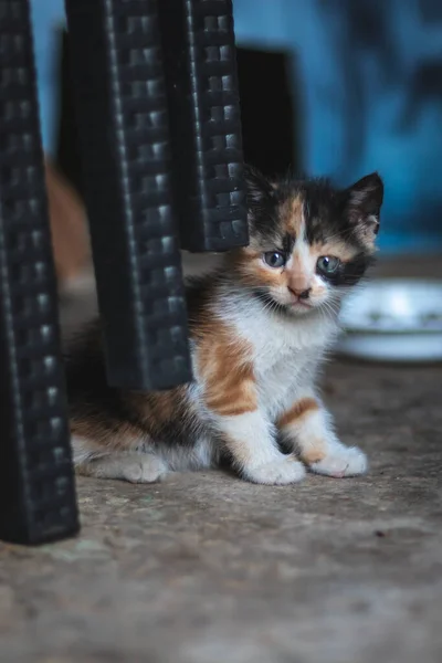 一只可爱的小猫咪的垂直镜头 — 图库照片