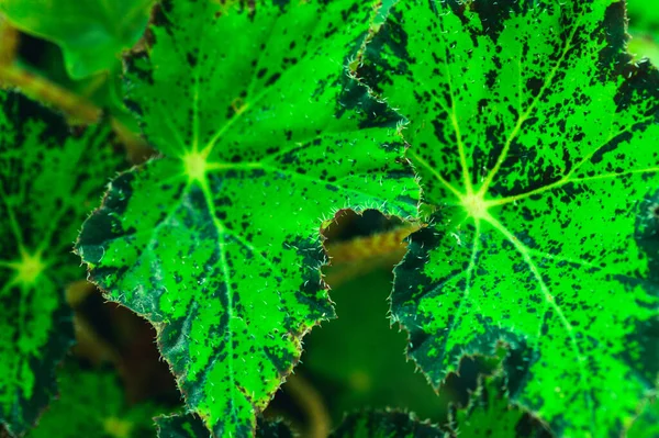 Тлі Яскраво Зеленого Бегонії Лист — стокове фото