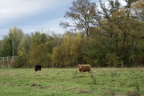 Zwei Kühe Braun Und Schwarz Weiden Auf Dem Feld — Stockfoto