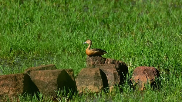 Fulvous Whistling Duck Sobre Pedras Campo Verde Sob Luz Sol — Fotografia de Stock