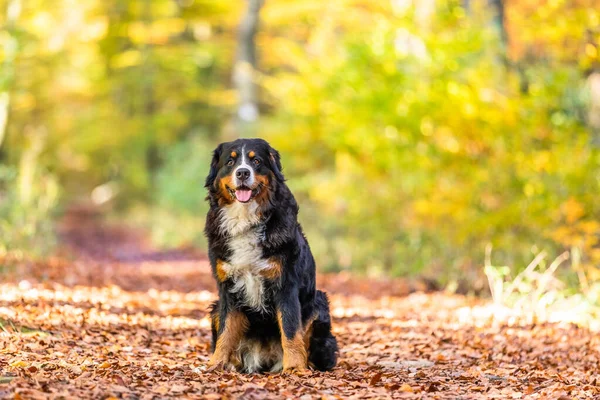 Adorabile Cane Montagna Bernese Una Foresta Autunnale — Foto Stock