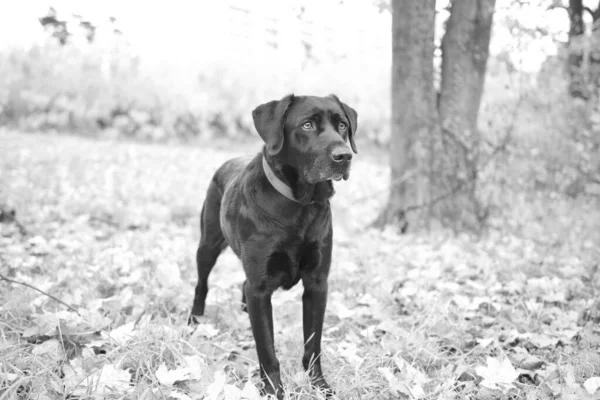 Güzel Gururlu Siyah Labrador Köpeği Halka Açık Bir Parkta Sonbahar — Stok fotoğraf