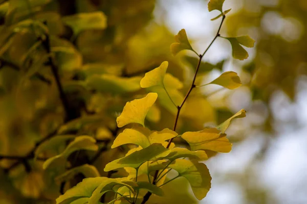 Primer Plano Hojas Colores Árbol Otoño — Foto de Stock