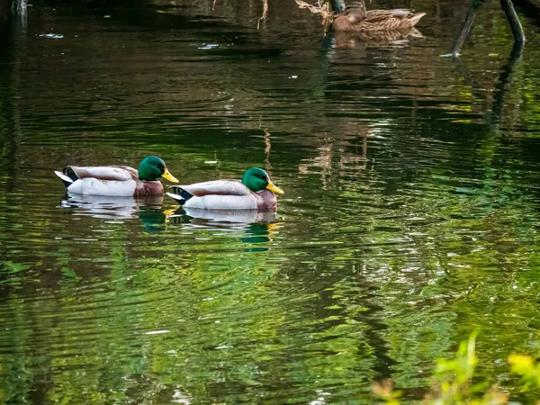 Dvě Kachny Plavou Dne Jezeře — Stock fotografie