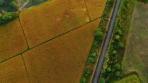 Воздушный Вид Полей Зеленым Желтым Цветом Урожая — стоковое фото