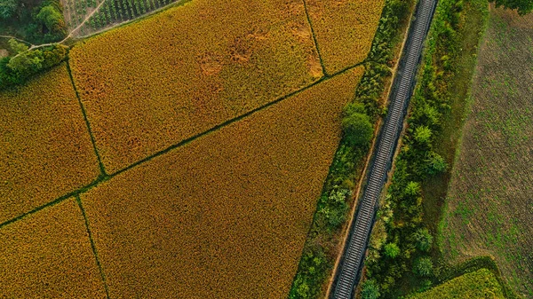 Vista Aérea Los Campos Con Cosecha Color Verde Amarillo — Foto de Stock