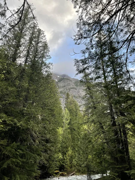 モンタナ州氷河国立公園の山の背景を持つ美しい緑の森の垂直ショット — ストック写真