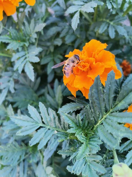 緑の葉の間に庭で成長するタゲテス エレクタの花の上の蜂のクローズアップショット — ストック写真