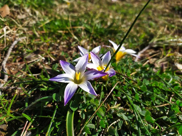 Primer Plano Una Flor Romulea Bulbocodium — Foto de Stock