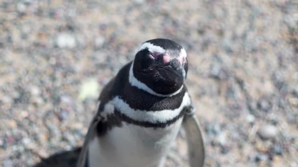 Schwarm Pinguine Strand — Stockvideo