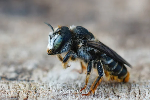 Közelkép Egy Nőstény Aranyfarkú Erdei Méhről Liturgus Chrysurusról Dél Franciaországból — Stock Fotó