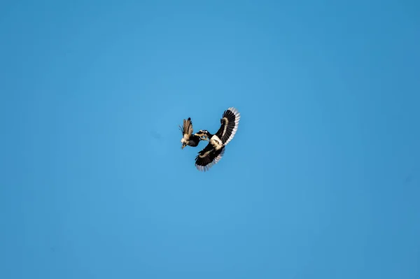Açık Mavi Gökyüzüne Karşı Havada Savaşan Iki Hornbills Alt Görüntüsü — Stok fotoğraf