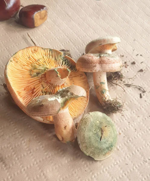 Primer Plano Del Lactarius Deliciosus Gorra Leche Azafrán Champiñón Pino — Foto de Stock