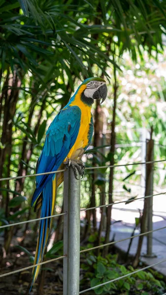 Guacamayo Amarillo Azul Cautiverio —  Fotos de Stock