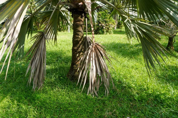 Closeup Latania Verschaffeltii Yellow Latan Palm Trees Garden — Stockfoto