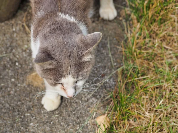 愛らしい灰色の野良猫の風光明媚なショット — ストック写真