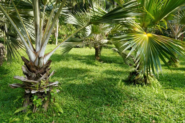 Closeup Latania Verschaffeltii Yellow Latan Palm Trees Garden — Stockfoto