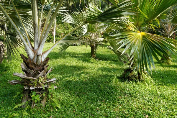 Closeup Latania Verschaffeltii Yellow Latan Palm Trees Garden — стоковое фото