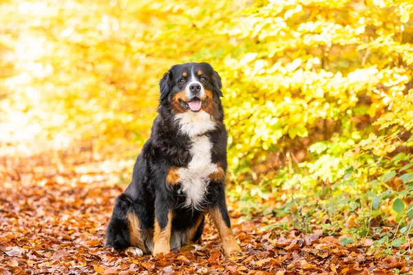 秋の森の中の愛らしいバーネス山の犬 — ストック写真