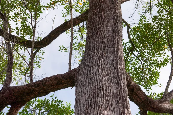 Closeup Tembusu Tree Trunk Large Evergreen Tree Family Gentianaceae — Foto de Stock