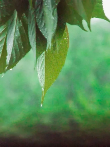 Primo Piano Foglie Albero Verde Con Goccioline Acqua Dopo Pioggia — Foto Stock