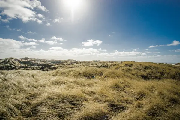 風に揺れる草の野の美しい風景 — ストック写真