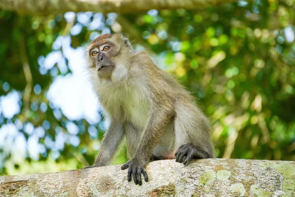 Closeup Long Tailed Macaque Sitting Tree Branch — Stockfoto
