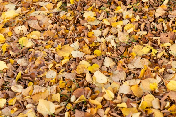 Een Close Shot Van Kleurrijke Herfstbladeren Een Bosbodem — Stockfoto