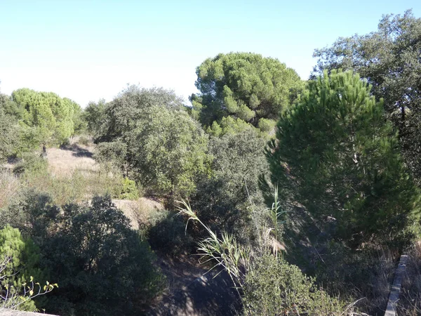 Beautiful Scenery Pine Trees Extremadura Spain — 图库照片