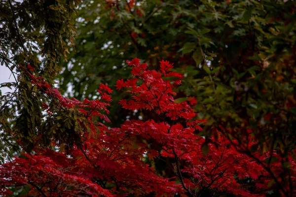 Een Lage Hoek Opname Van Een Rode Herfst Boom — Stockfoto