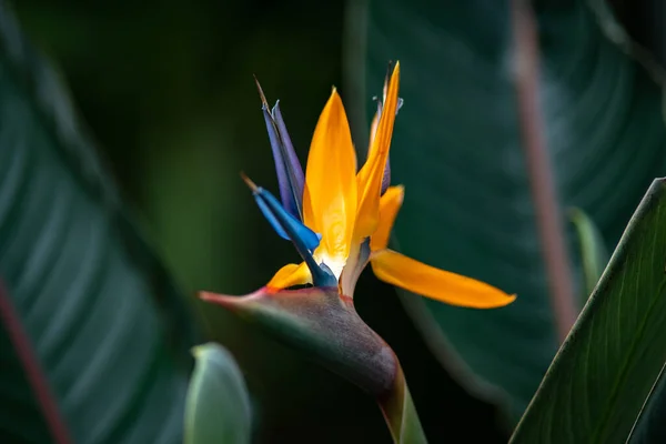 Gros Plan Oiseau Paradis Fleurs — Photo