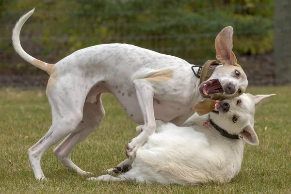 日中は牧草地で遊ぶポルセレーヌの猟犬とスイスの白い羊飼いの犬 — ストック写真