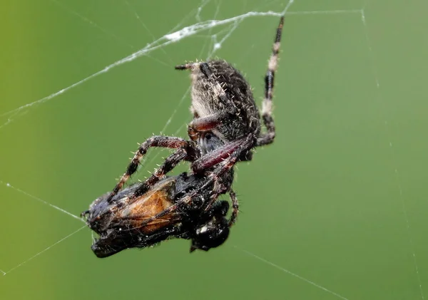 Une Prise Vue Sélective Araneus Orbtisseurs Angulaires — Photo