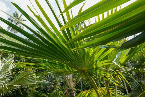 Closeup Latania Verschaffeltii Yellow Latan Palm Leaves — Stock Fotó