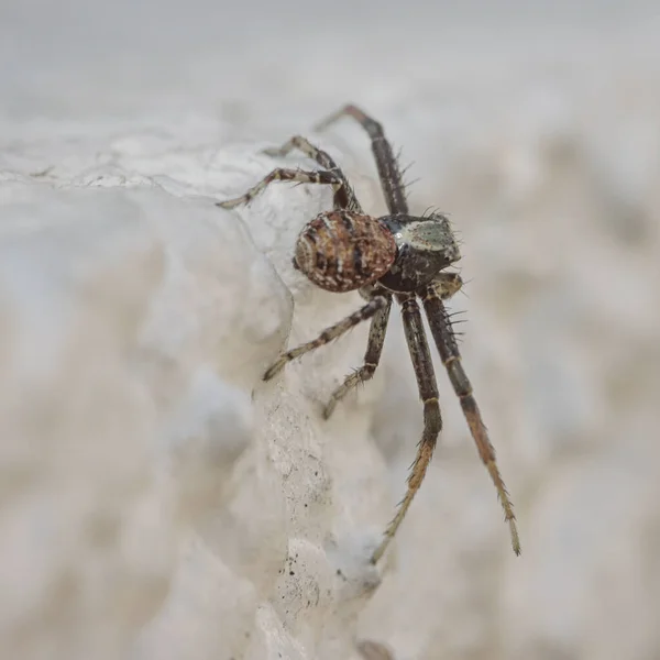 Ett Makro Skott Spindel Vit Yta — Stockfoto