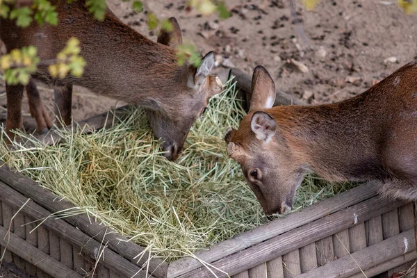 Ett Närbild Skott Rådjur Matas Från Låda Gräs — Stockfoto