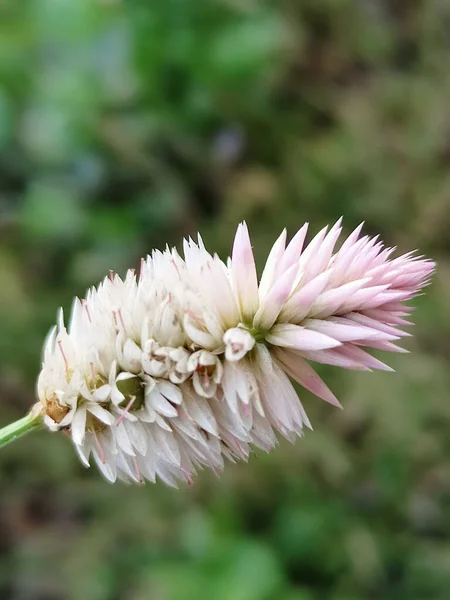 Een Verticaal Shot Van Een Celosia Argentea Groeiend Een Tuin — Stockfoto