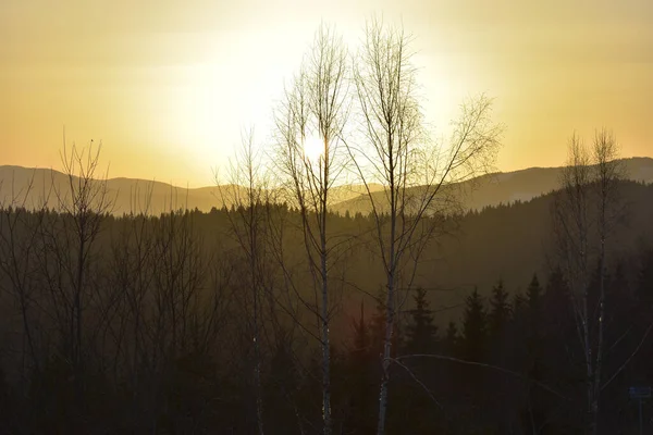 Trädet Silhuetter Mot Bakgrund Ljus Solnedgång — Stockfoto