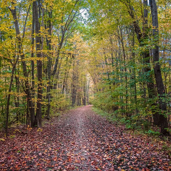 Sentier Pédestre Dans Forêt Automne — Photo