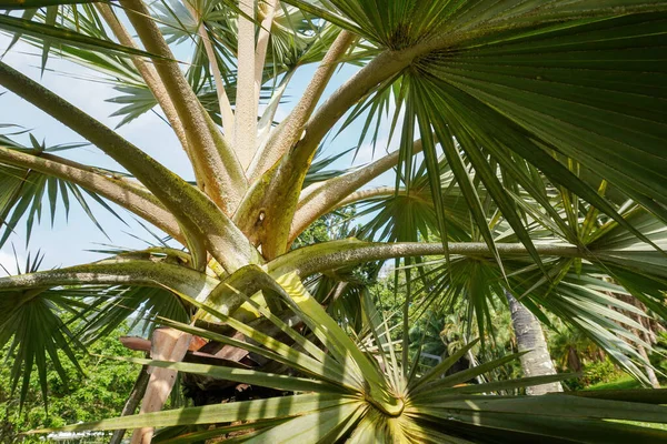 Closeup Latania Verschaffeltii Yellow Latan Palm Leaves — Stockfoto