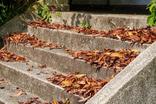 Closeup Dry Leaves Stone Staircase Garden — Photo