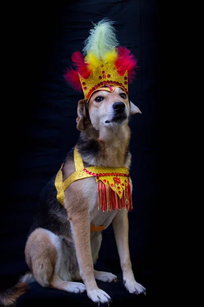 Retrato Cão Vestido Para Carnaval Com Penas Lantejoulas Brilhos Sobre — Fotografia de Stock