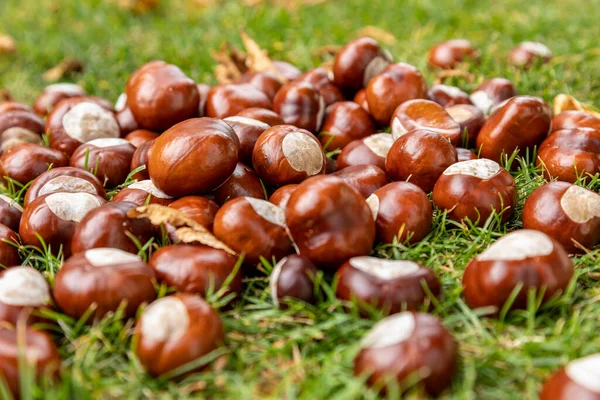 Nahaufnahme Eines Kastanienhaufens Auf Dem Grünen Gras Garten Herbst — Stockfoto