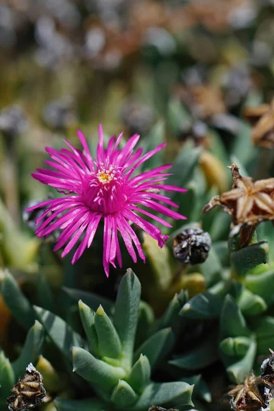 Close Briljante Paarse Bloem Van Zuid Afrikaanse Ijsplant Ruschia Pulvinaris — Stockfoto