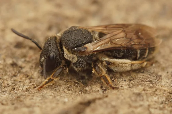 Крупный План Часто Встречающейся Одинокой Пчелы Псевдапис Диверсифицированный Южной Франции — стоковое фото
