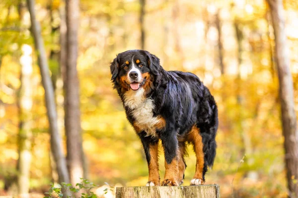 Een Schattige Berner Berg Hond Een Herfst Woud — Stockfoto