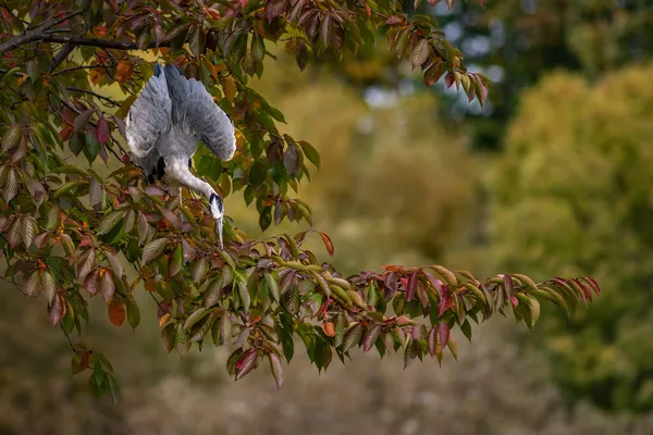 Tiro Ângulo Baixo Pássaro Garça Cocoi Empoleirado Uma Árvore — Fotografia de Stock